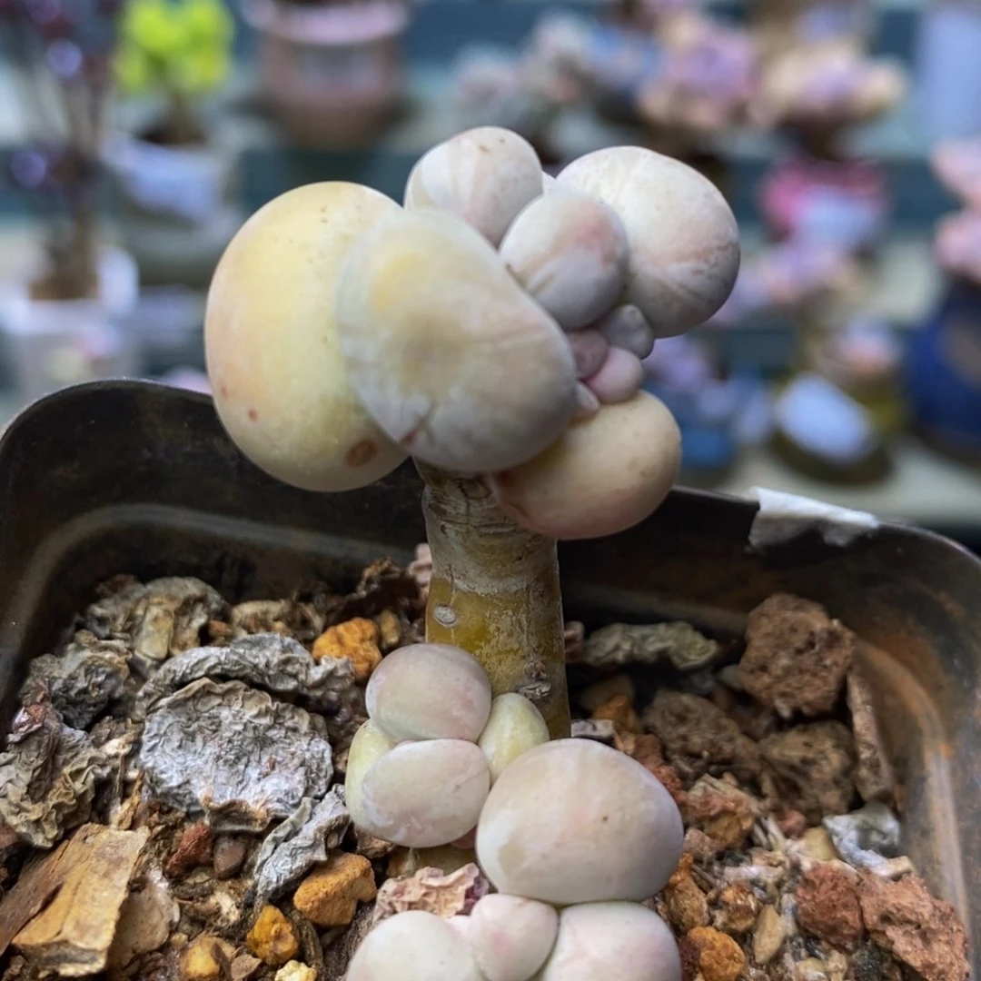 951 橙奶2 厘米多肉