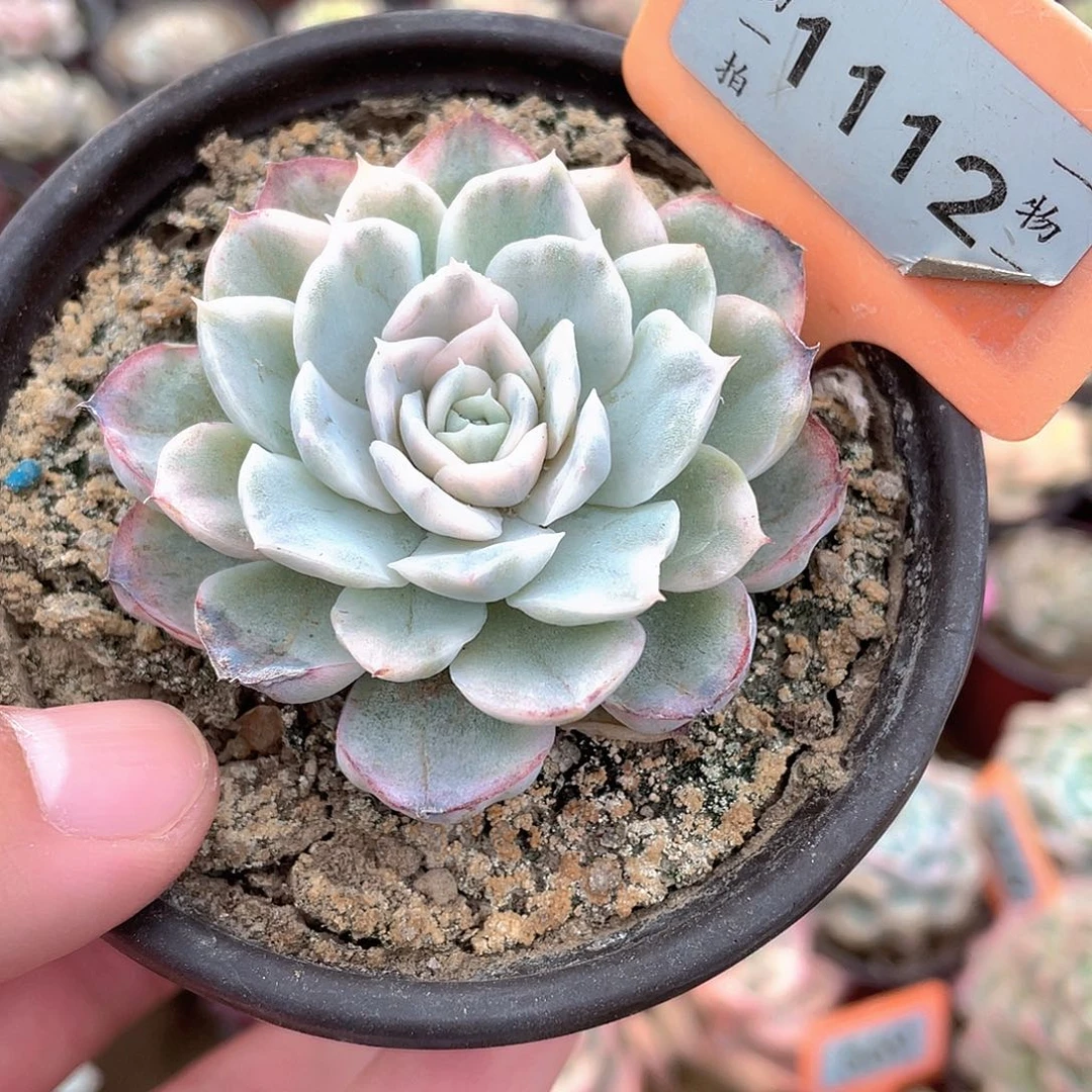 1112号多肉植物雪球锦