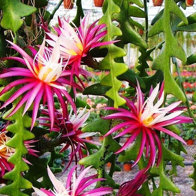 鱼骨令箭多肉植物锯齿令箭荷花昙花室内花卉盆栽花好养活阳台绿植