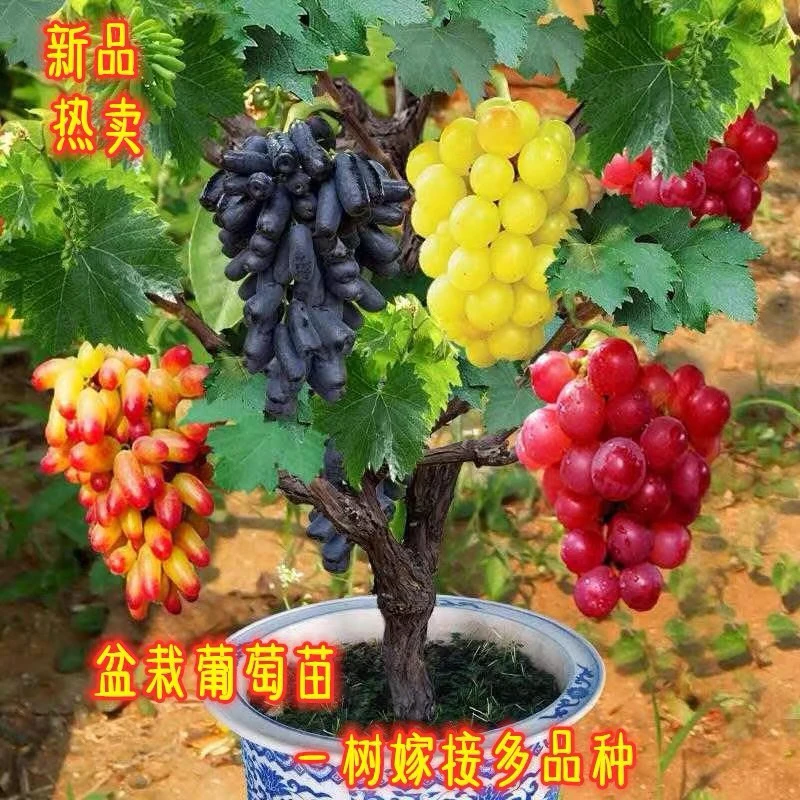 葡萄树苗盆栽一树多果当年结果易管理好成活南北方种植果树苗