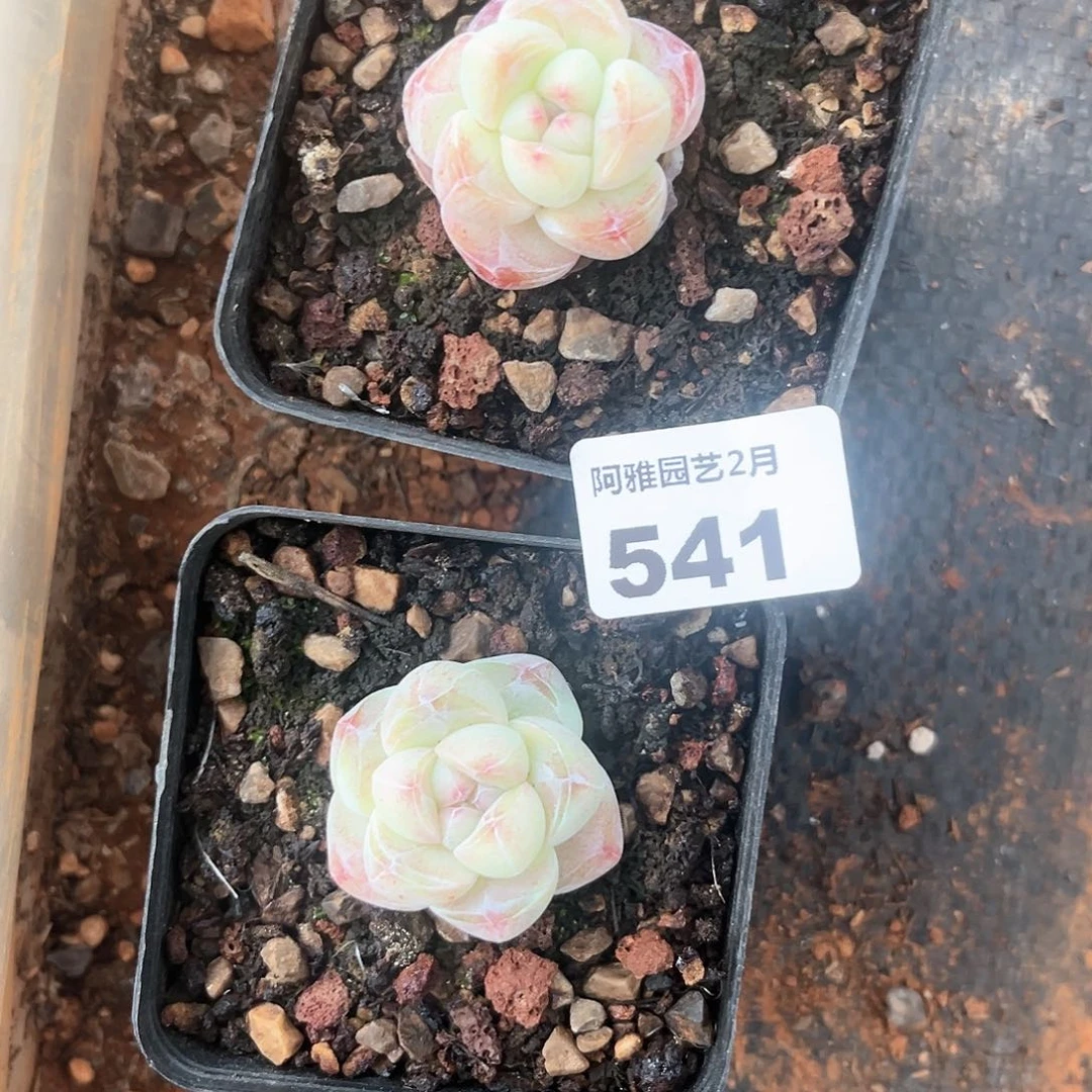 阿雅园艺。       541