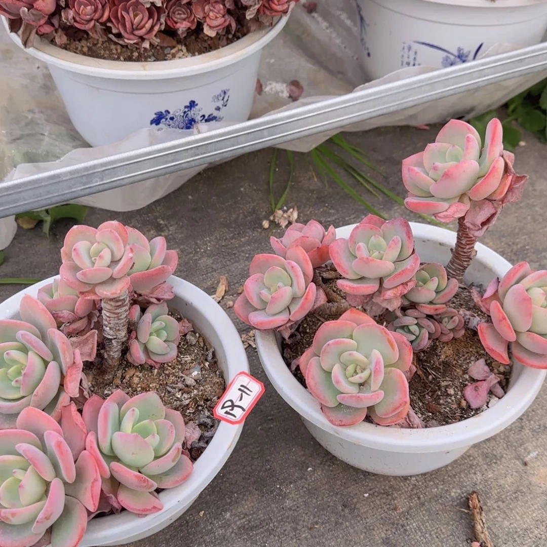 19-11白月光发货 1111