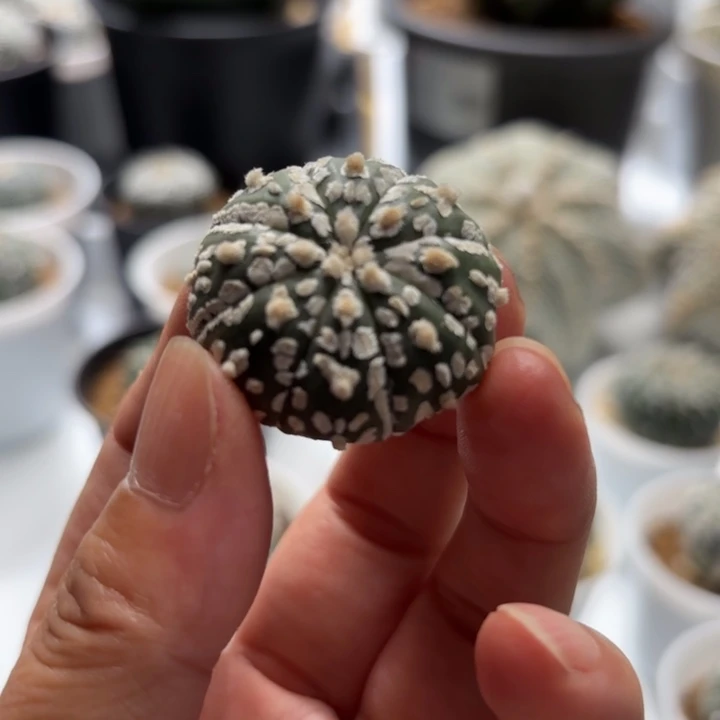 实生侧芽福袋V字福利