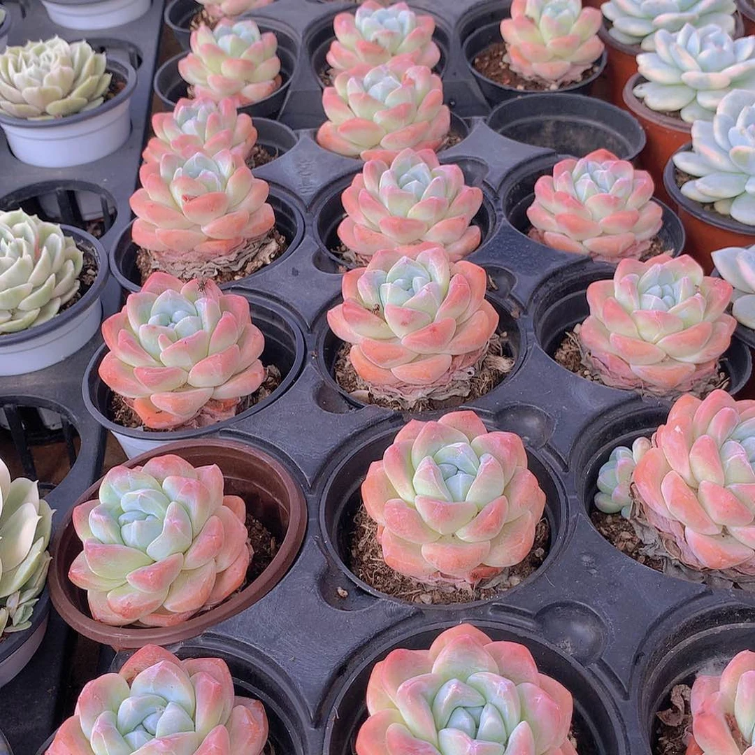 韩冰2346778999000000