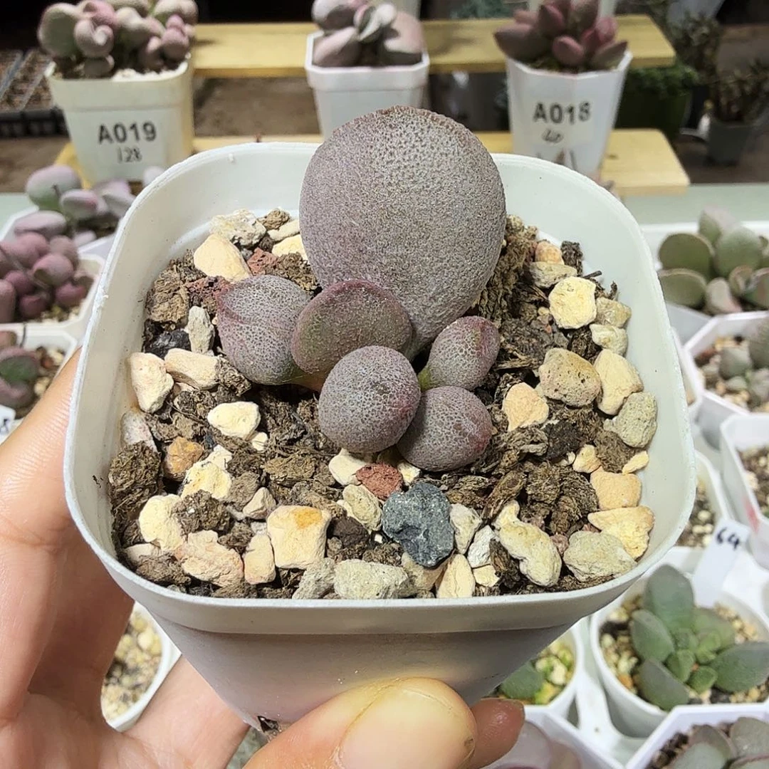 甜心水泡多肉植物
