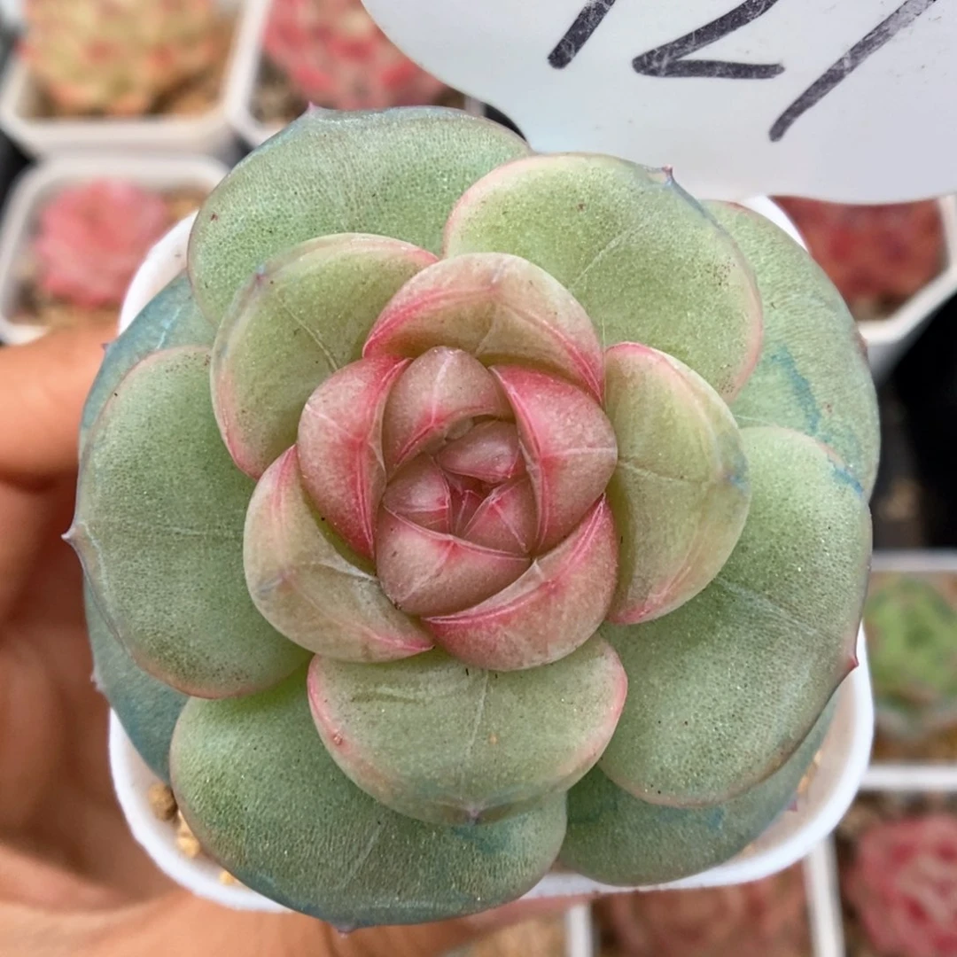 香雪海可拍721号。