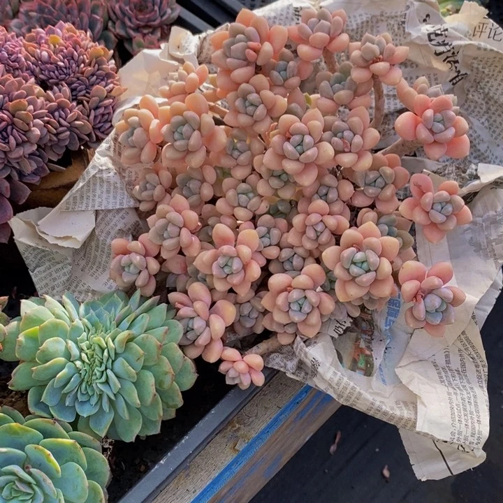 克罗伊 多肉植物1111111