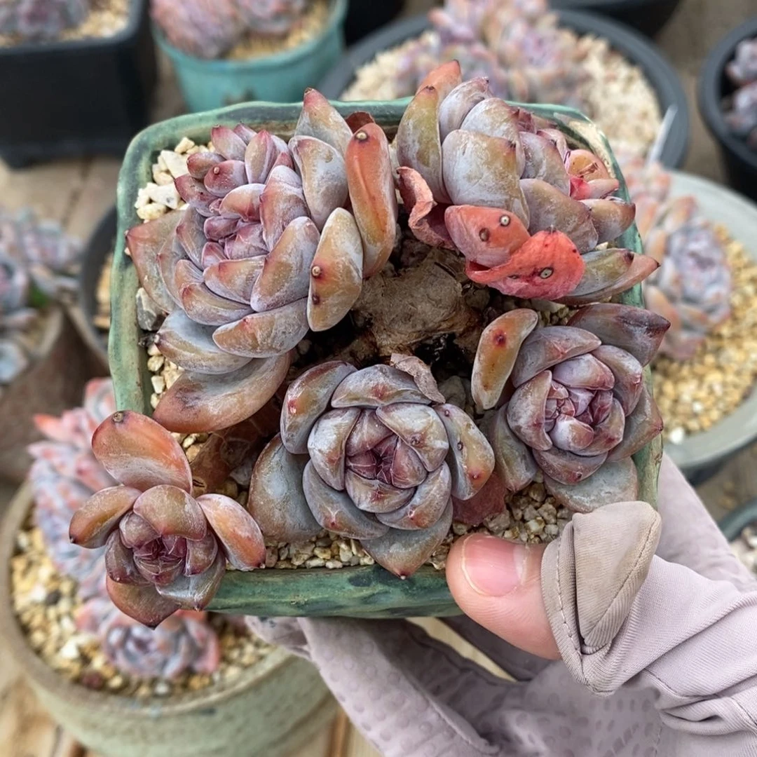 五头脸朝上 小可爱 精控