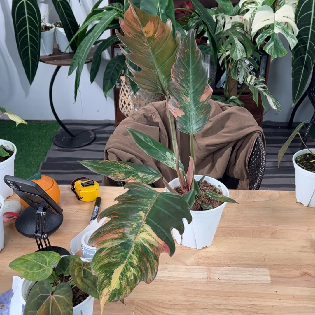 完全开放焦糖大理石