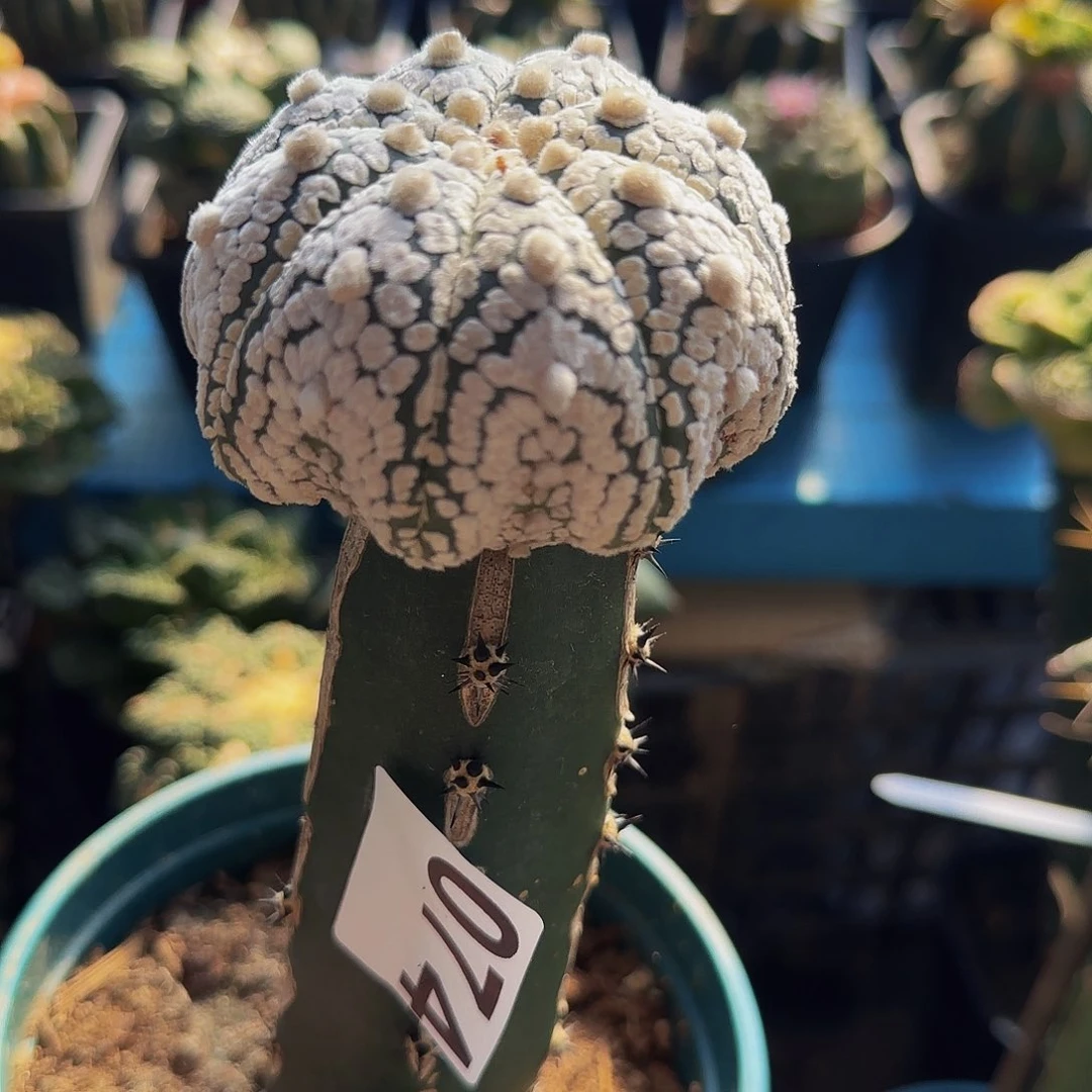 小**_海星兜074仙人球