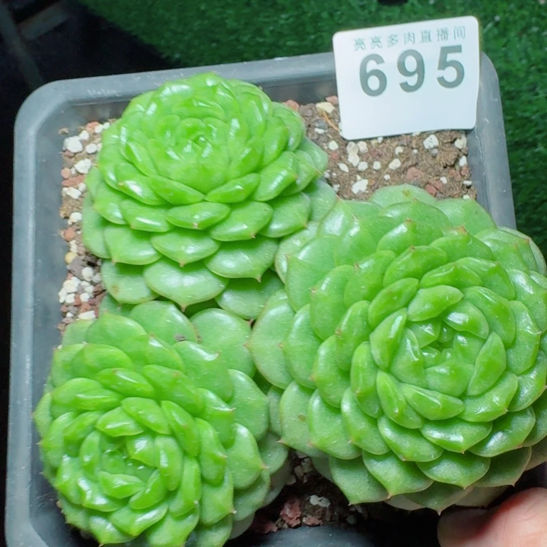 灯泡珍妮            精美多肉植物