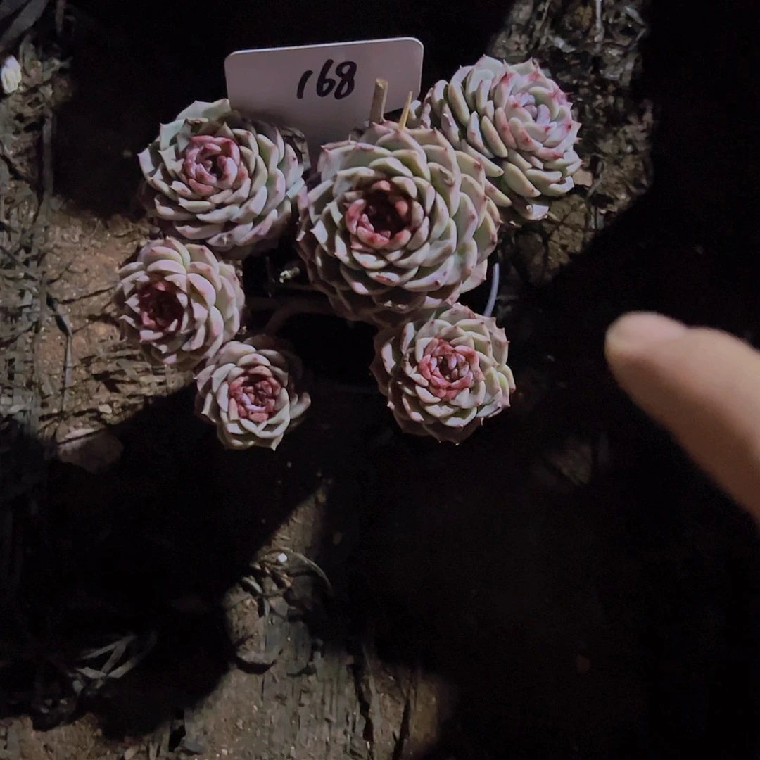 阳**丁168天鹅绒6头。。。。。。。。