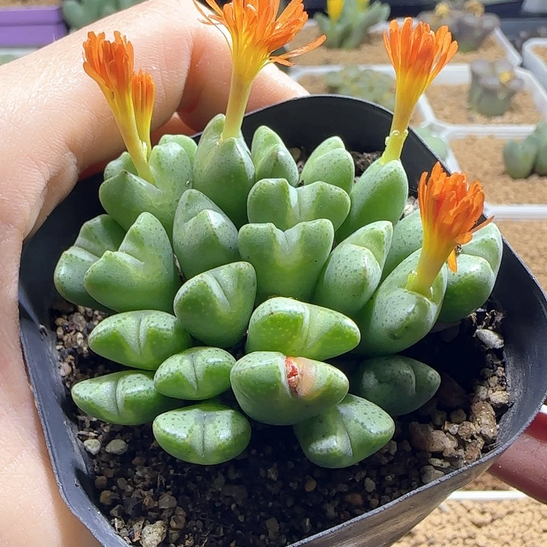 大***滴哈哈哈哈哈哈哈哈55303