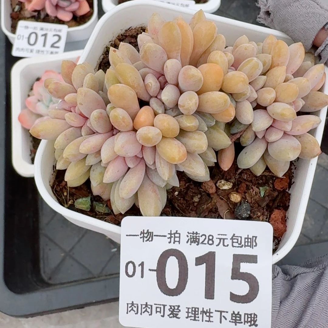 醉美人缀化无盆土发货无盆土无