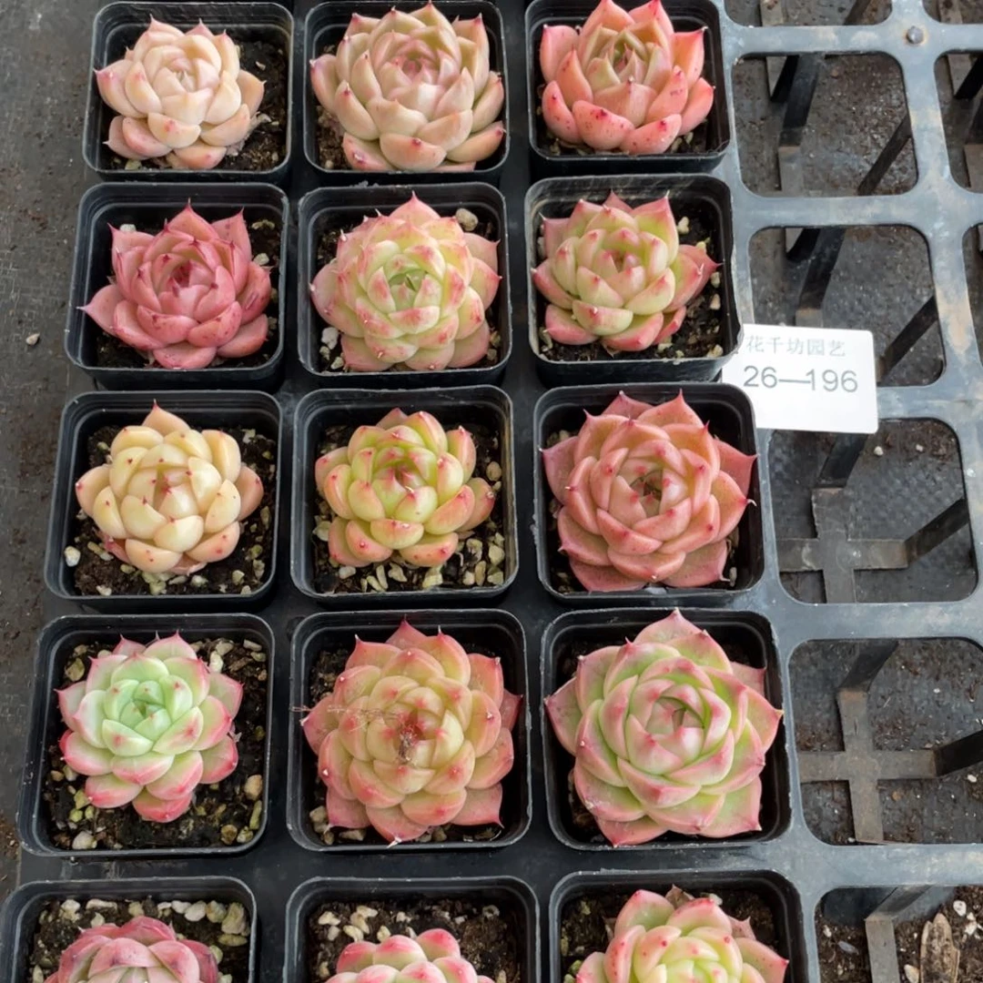 嗷*?一物一拍18棵26-196