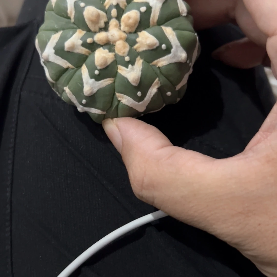 T***u017号兜仙人球多肉植物