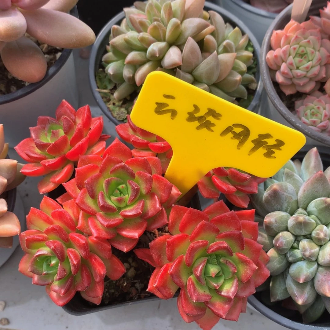 火焰抵押对日子黑五7272773