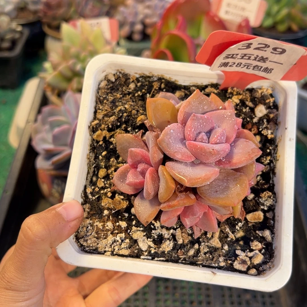 表妹精品多肉植物329.