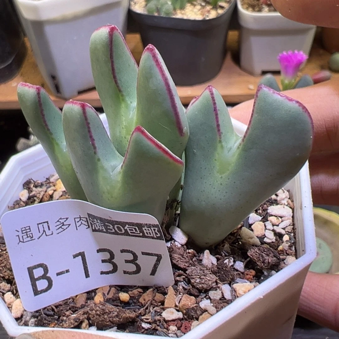 多肉植物11111111111