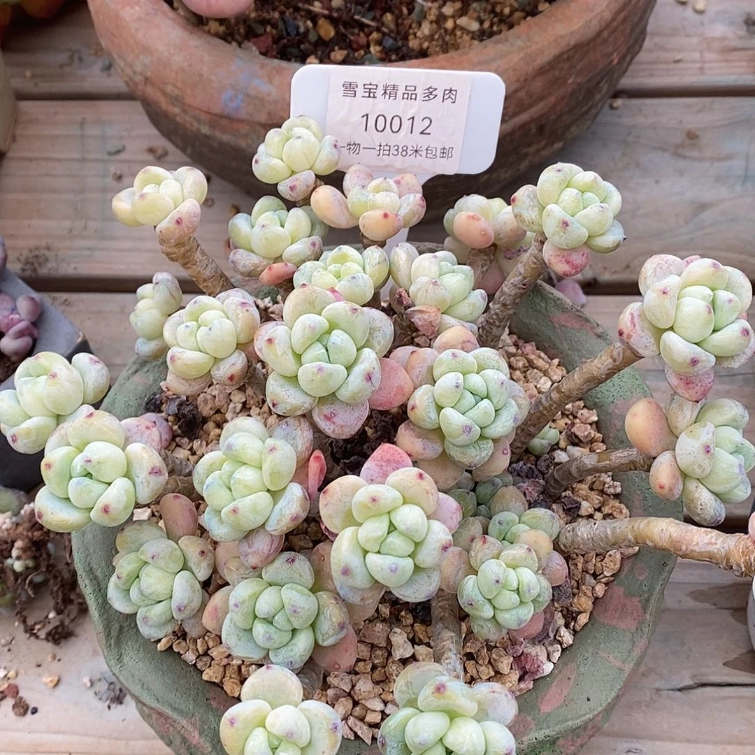 012小马群木头魔芋我的