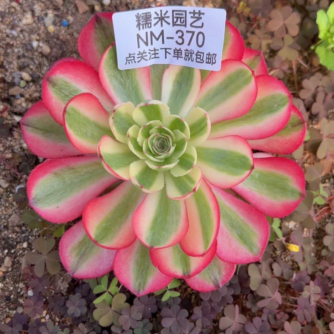 倾城多肉植物370