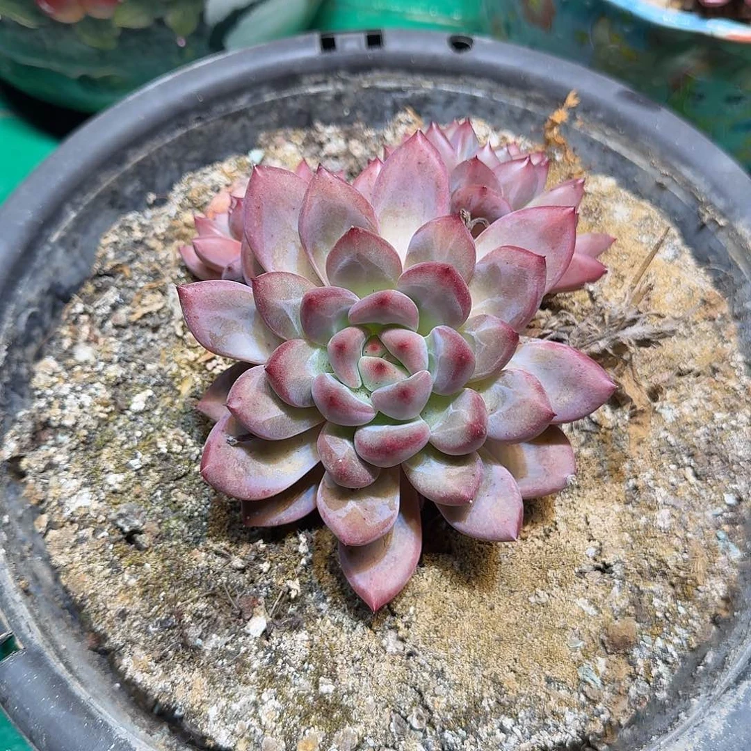多肉植物多肉植物
