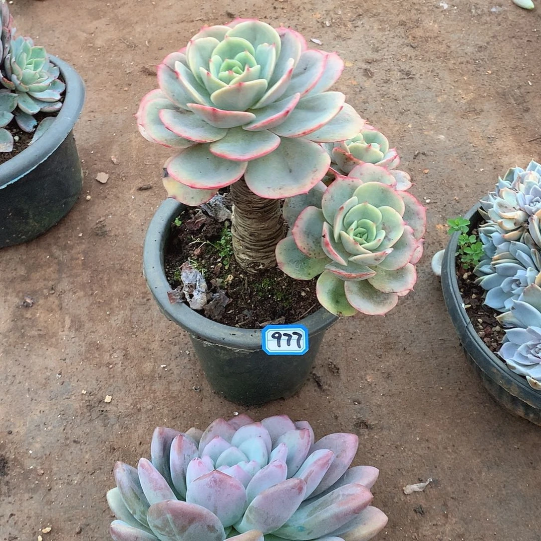 977白雪 一物一拍多肉