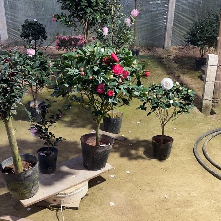 少量花朵（建议范围：2朵-5朵 或40%以下）