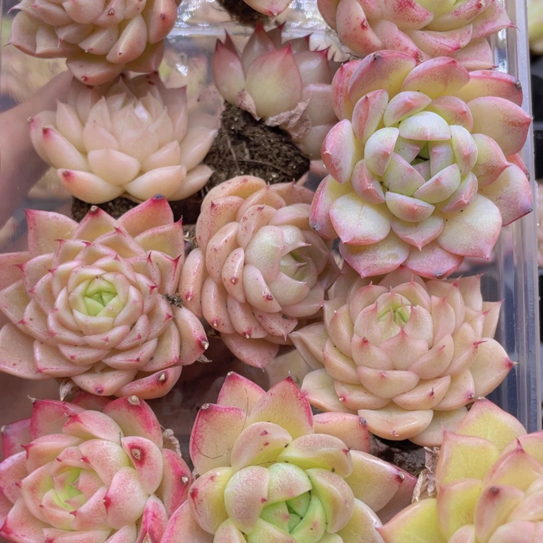 开心快乐成长041