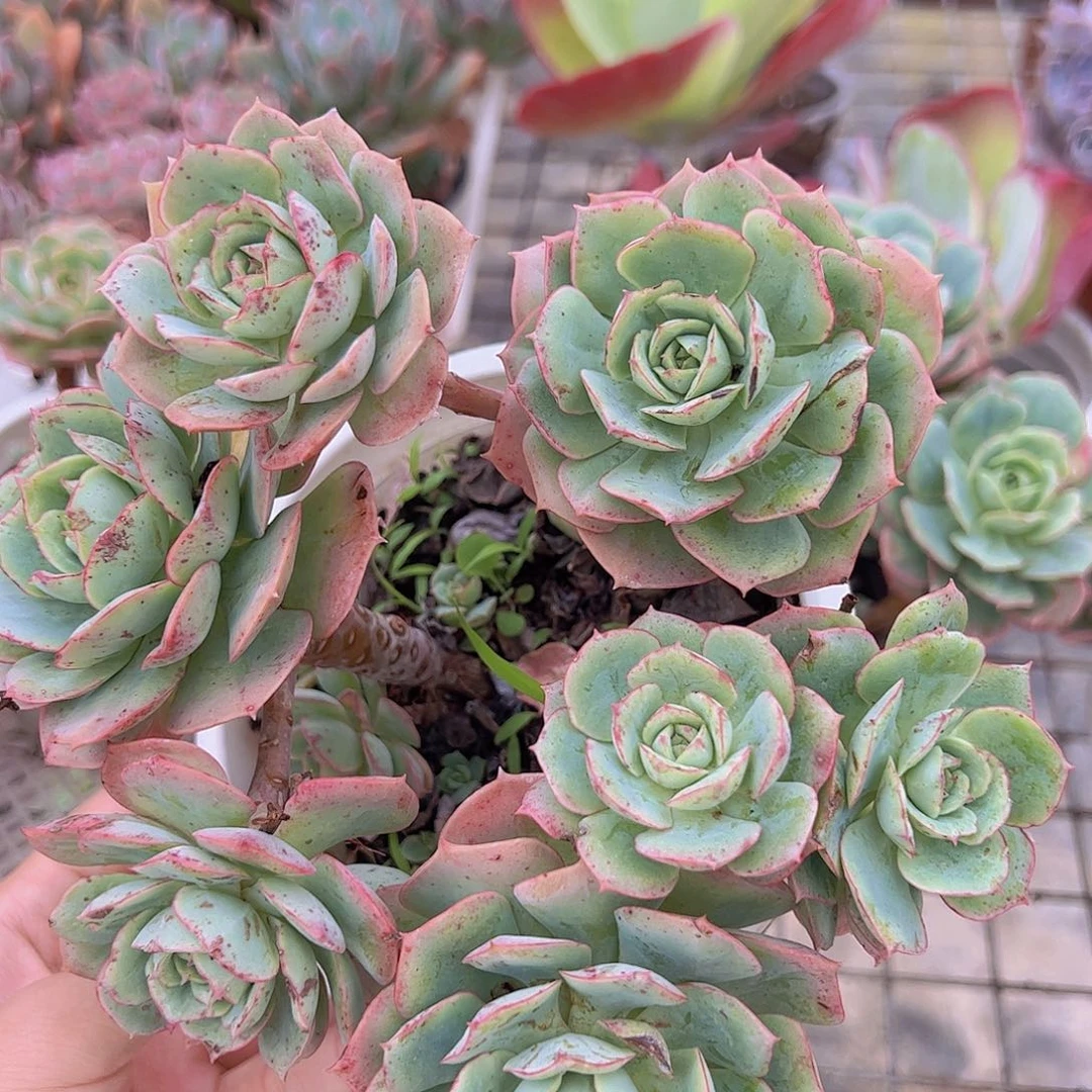 克罗地亚玫瑰多头大盆造型精品