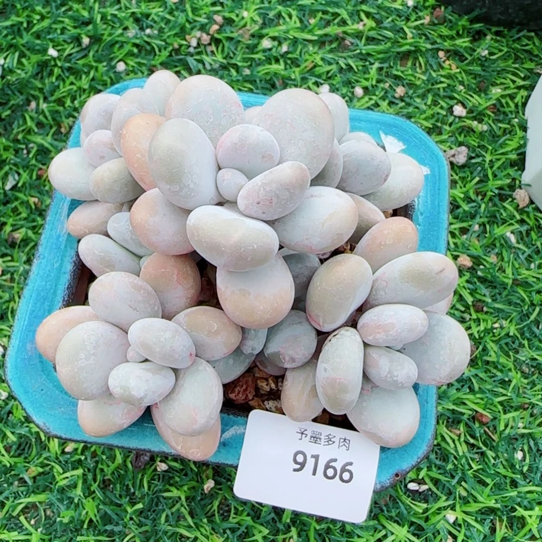 奶酪无砍，9166多肉植物