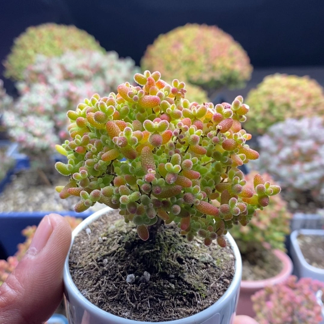福利蜜橘糖球133。
