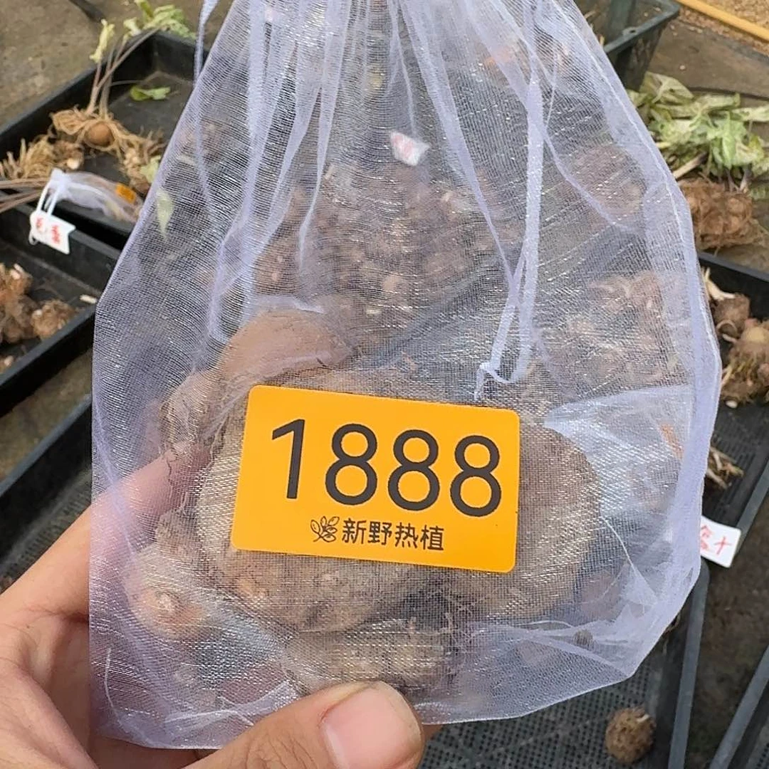 完全开放1888盲盒种球不售后