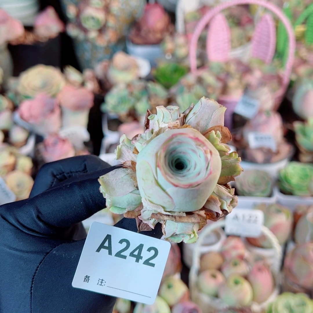 242蜜桃仙子群。 一物一拍