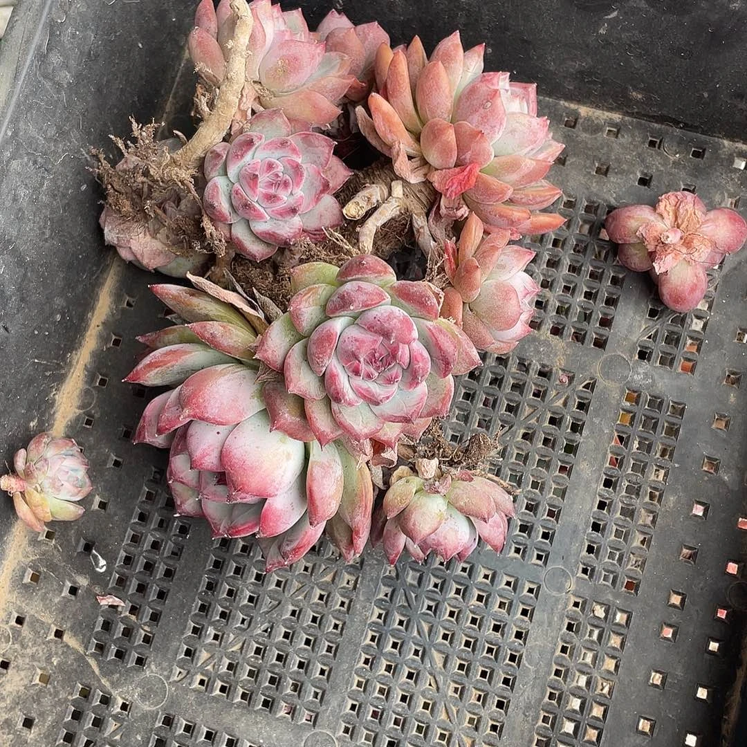 烛***光一筐两颗一物一拍