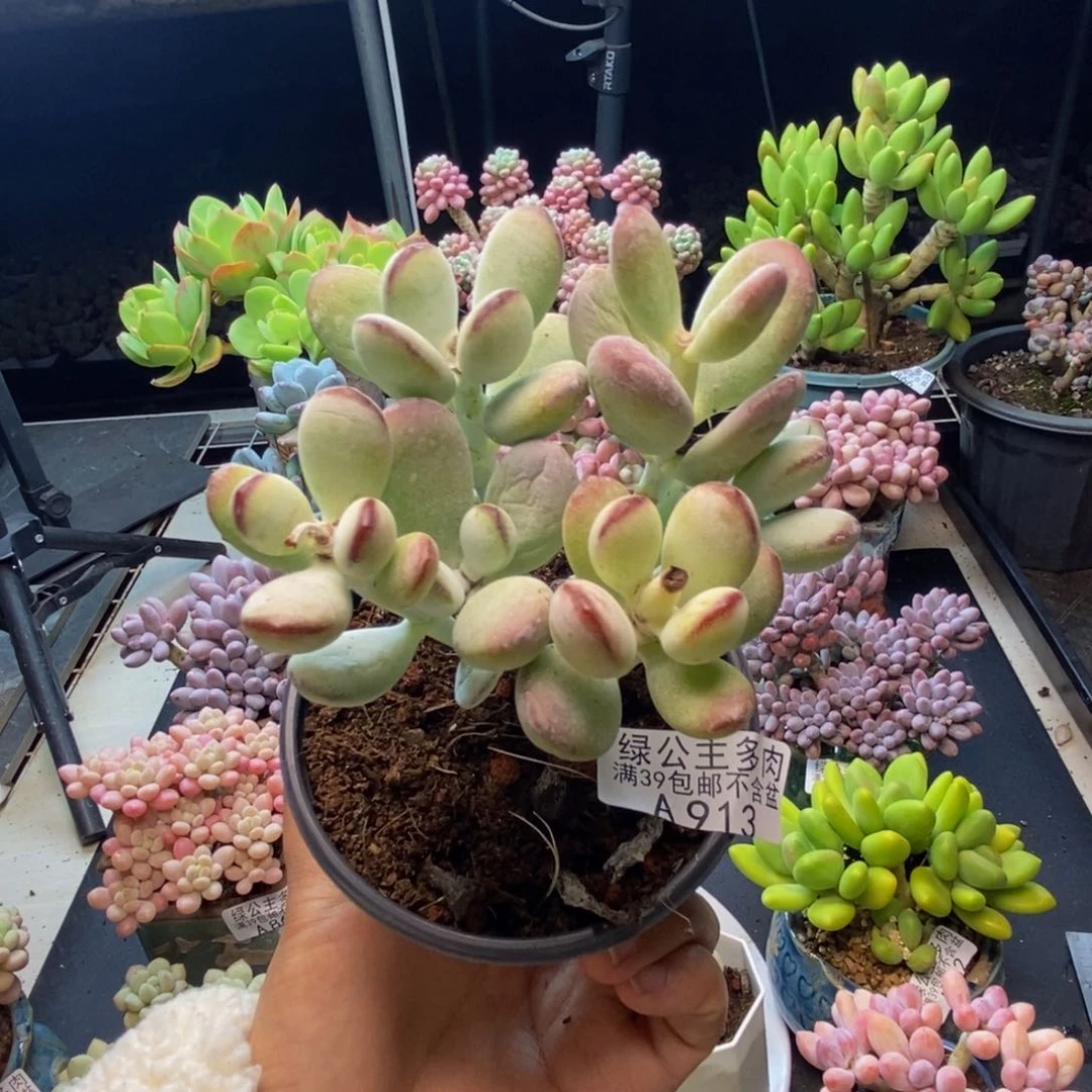 913乒乓福娘多肉有砍