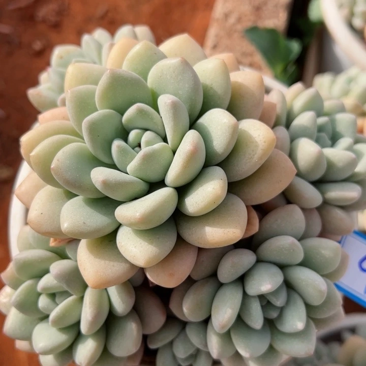 93泡泡平平安安健健康康