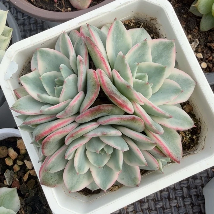 奶油黄桃锦腹轮锦