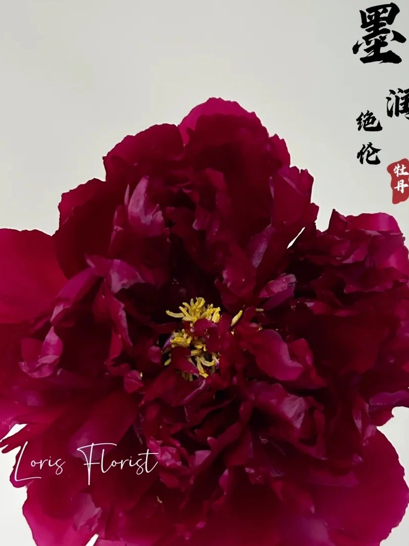 牡丹【墨润绝伦】先发肥料秋季发苗