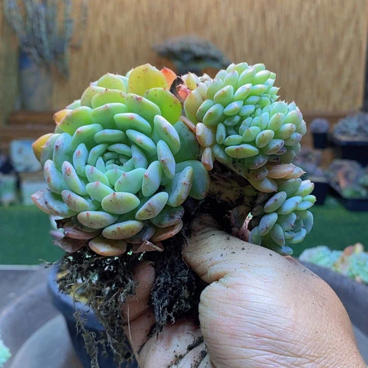 玉***灯946 号白胖子多肉植物