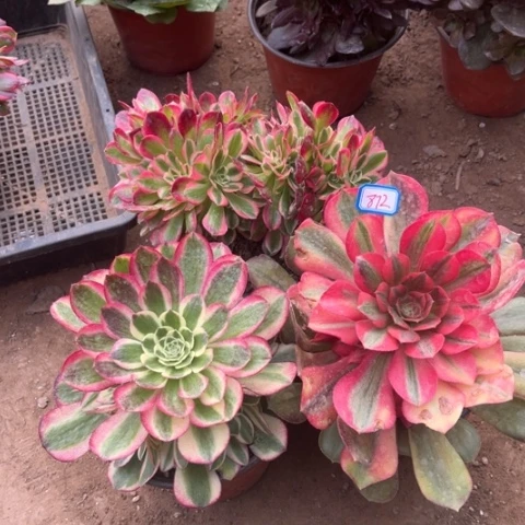 872多肉植物组合