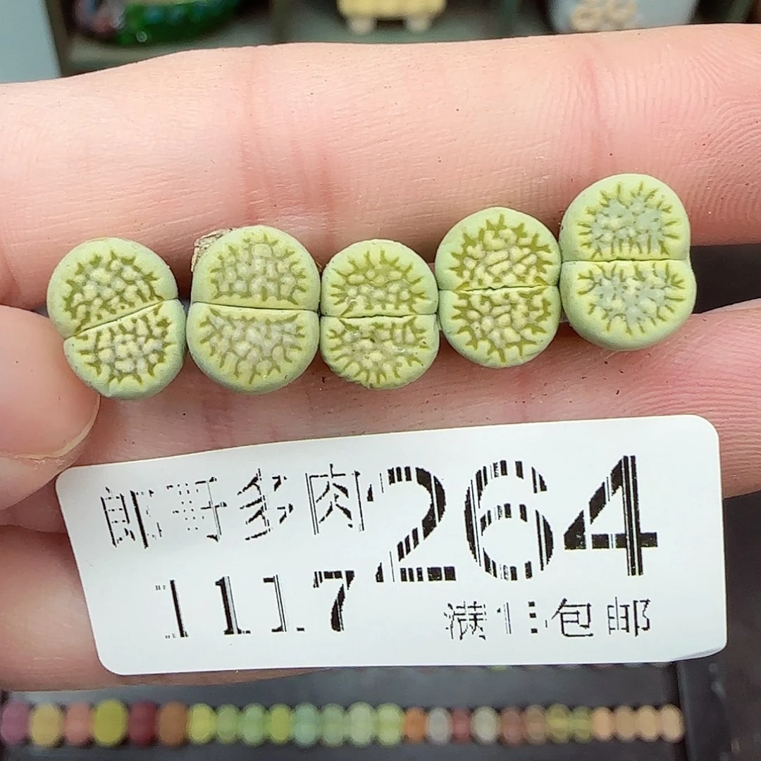 满满18包邮1117-264