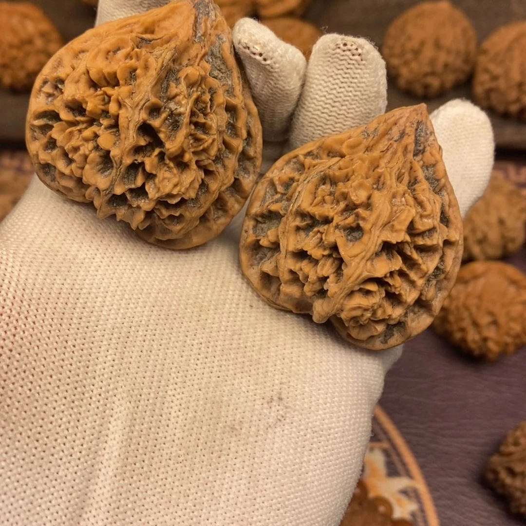 秦岭野生核桃公子