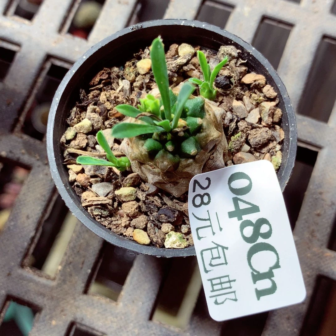 5厘米盆精控多肉0048