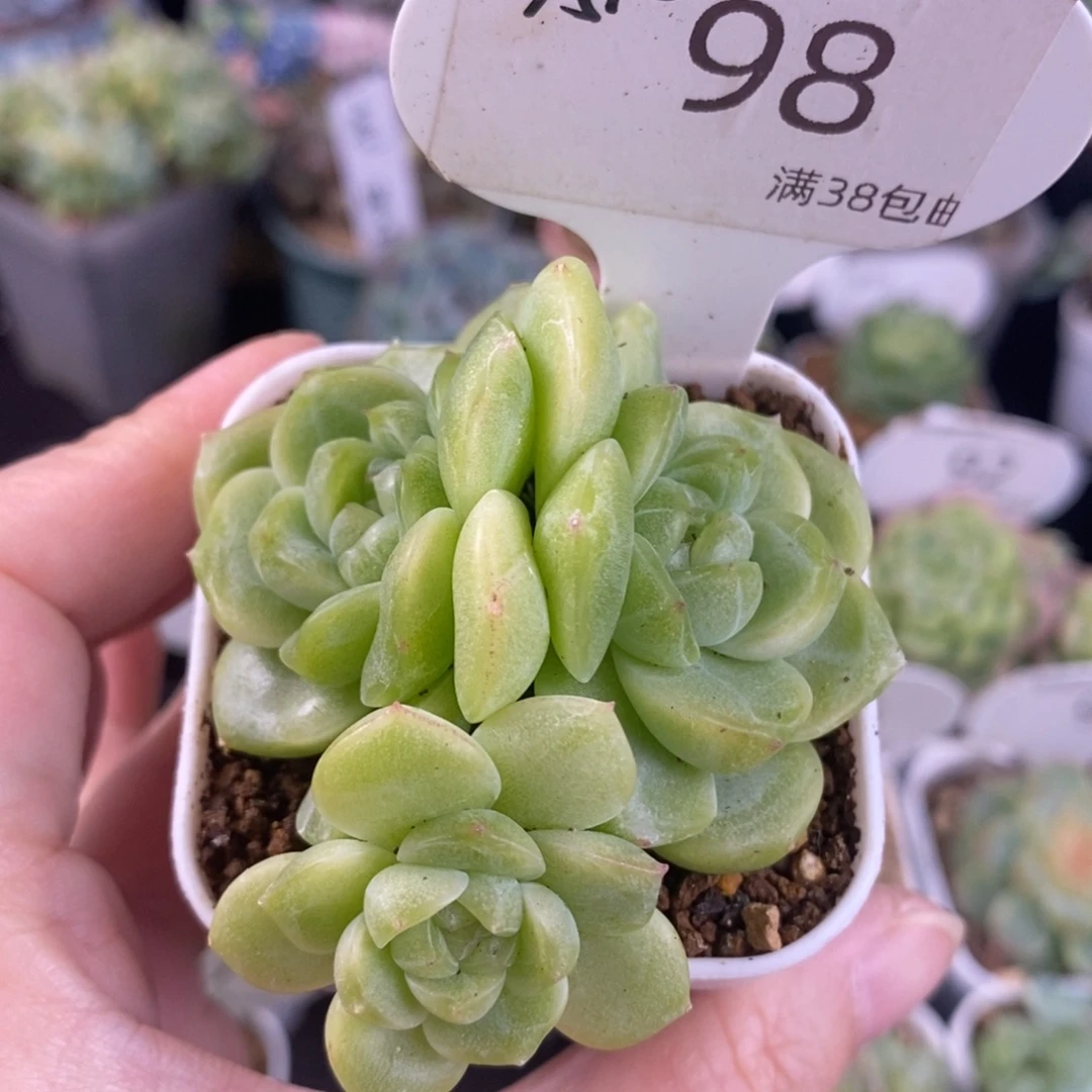 白体财富三头群一颗98号