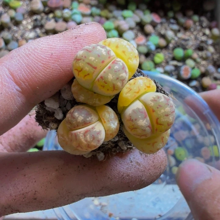 L*N多肉植物和野生植物为9