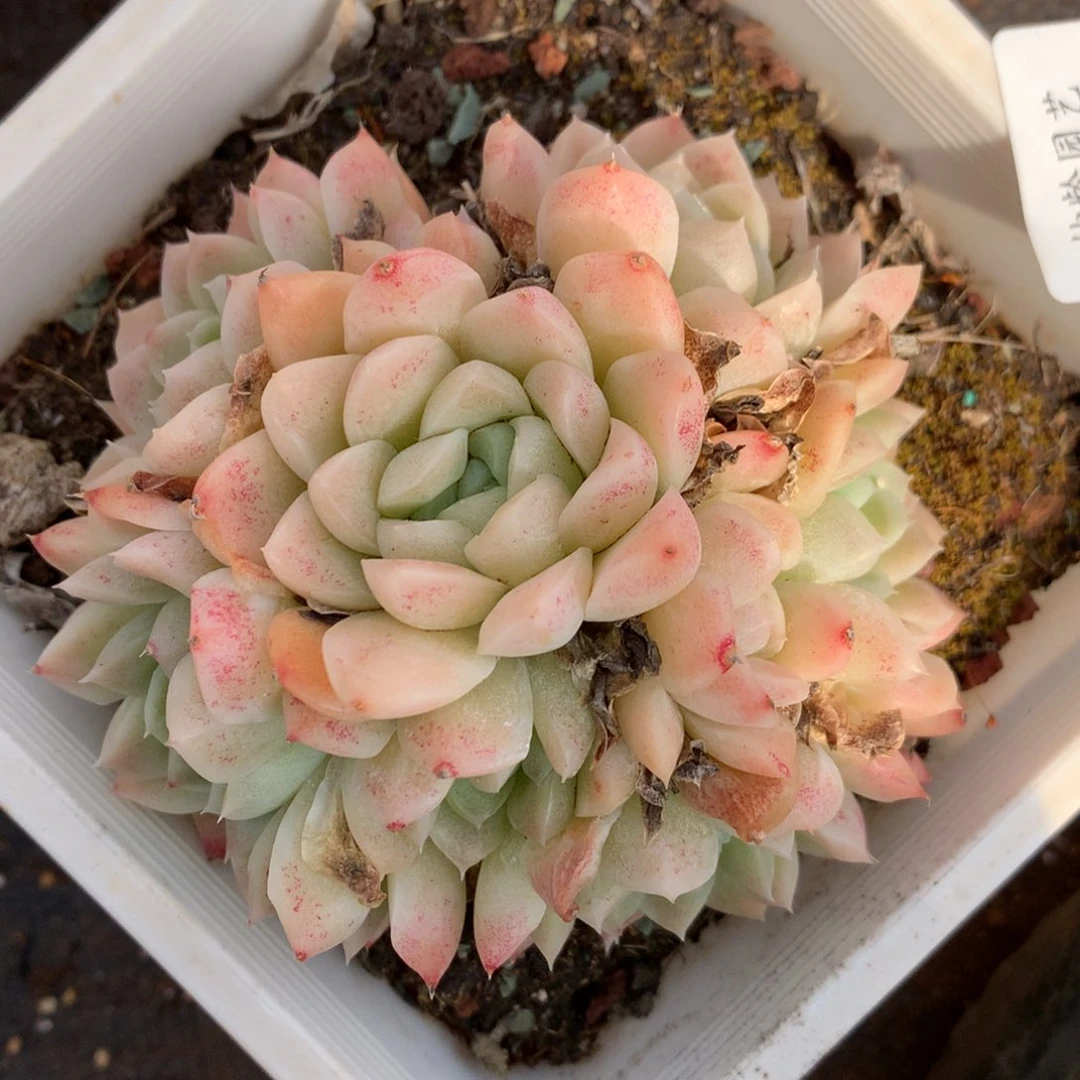 2301杂交精品基地10厘米