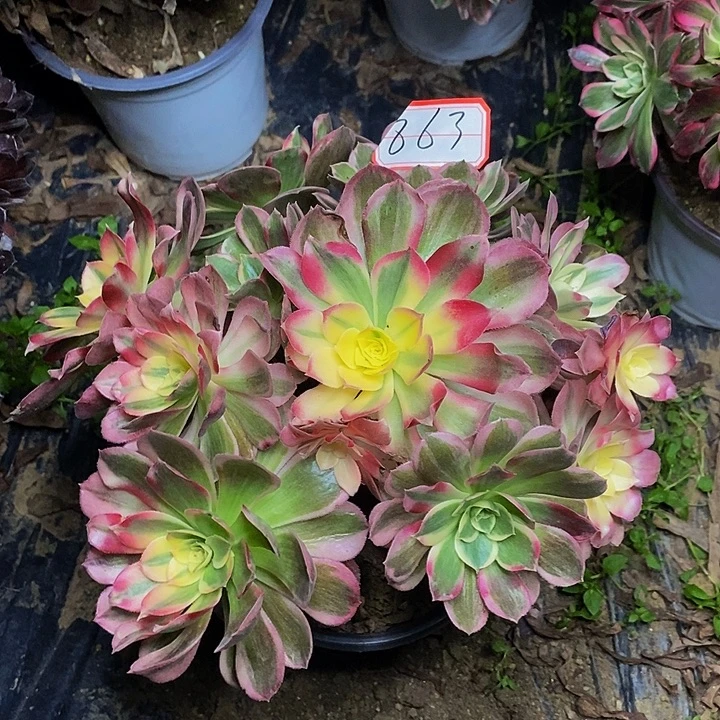 玉芙蓉老桩法师863号