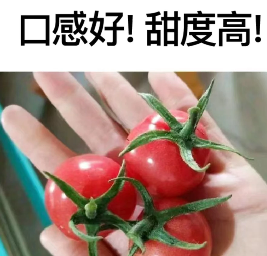广西百色粉圣女果