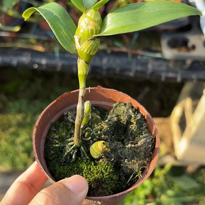 完全开放嫦娥飘彩